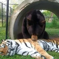Najbolj&scaron;i prijatelji: medved, tiger in lev