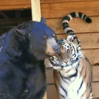 Najbolj&scaron;i prijatelji: medved, tiger in lev