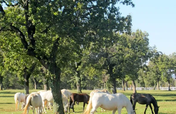         Kakšna bo v Lipici usoda vzreje in šolanja lipicancev, če bodo 
tej dejavnosti pripojili oddajanje tamkajšnjih  hotelov? 