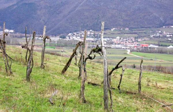 Na terasah ne bo rasla trta, pač pa se bo pasla živina.
