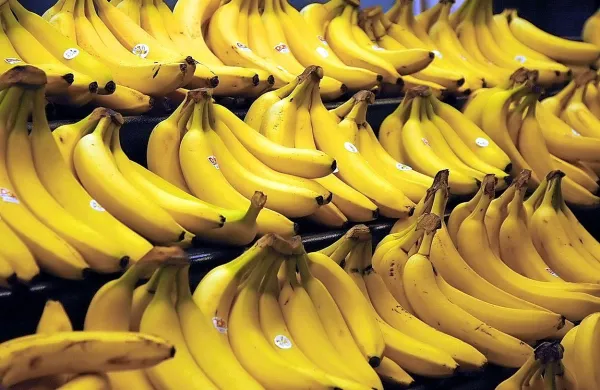 Belgijski cariniki so v Antwerpnu na kontejnerski ladji iz 
Kolumbije med bananami odkrili tri tone kokaina.