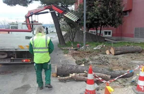 Nasproti slavnikovih garaž so delavi koprske komunalo 
posekali starejše drevo. 