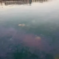 V Trstu se je morje obarvalo rožnato