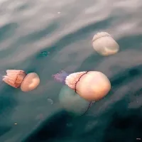 V Trstu se je morje obarvalo rožnato