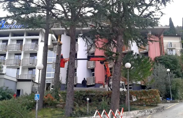 Posekali cedro pred Hotelom Barbara v Fiesi