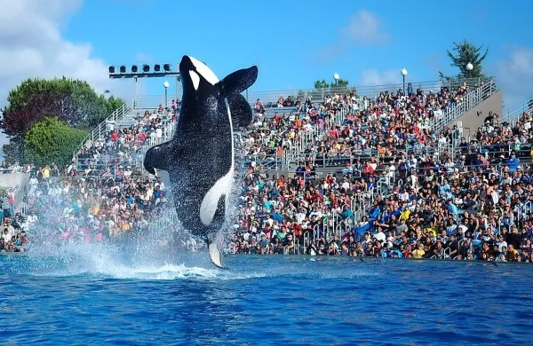 SeaWorld zaključuje vzrejo ork. 30 jih bo do konca njihovega 
življenja ostalo v dvanajstih SeaWorldovih parkih, saj bi v 
divjini umrle.