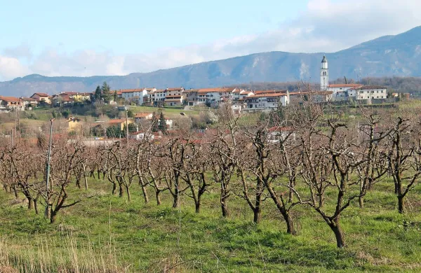  Sadovnjaki, še zlasti mlada drevesa, že zdaj nujno potrebujejo namakanje.   