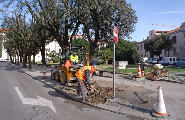 Tovornjak podrl hrast, novega ne bo
