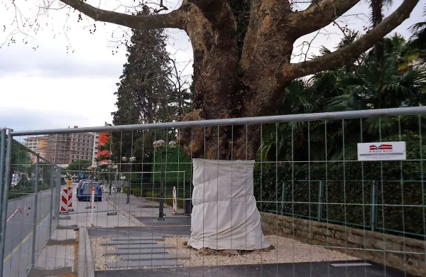 Več prostora za stoletno platano