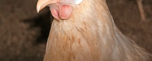 Livornska bela kokoš z Vojskega.