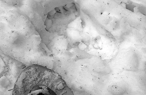 Ob koncu prejšnjega tedna je bralcu Primorskega dnevnika 
ob progi za smučarski tek med Turškim klancem in Malo 
Lazno v fotografski objektiv uspelo ujeti medvedje sledi.