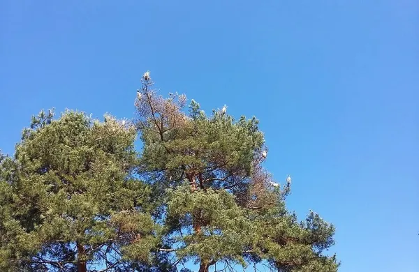 V tem času naj se lastniki psov s svojimi štirinožnimi prijatelji 
izognejo območjem, kjer rastejo bori. 