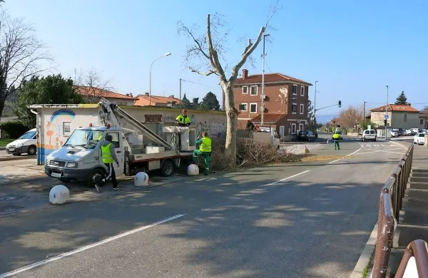 Na &Scaron;kofijah obrezujejo drevje