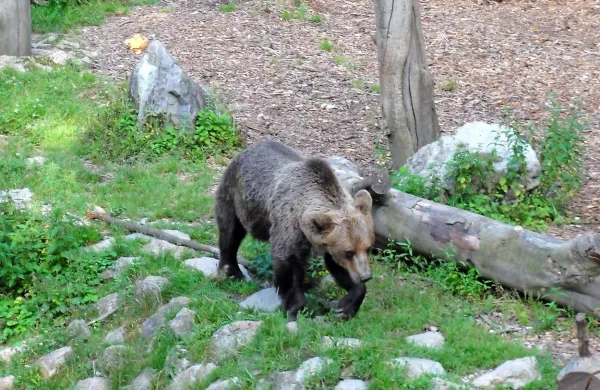  Maksimilijan M. naj bi želel s plašilnimi napravami le pregnati 
medveda, a ga je sodišče naposled kaznovalo zaradi dveh 
kaznivih dejanj.