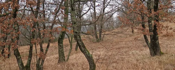 Panjevski gozd je še danes pogostokrat viden na Krasu.