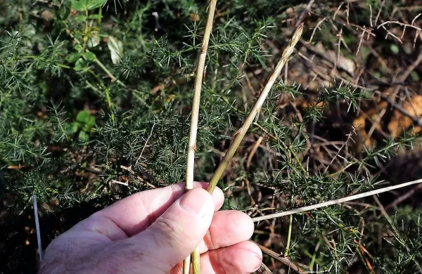Sezona špargljev se je začela, a pri nabiranju bodite pozorni  
na kače.