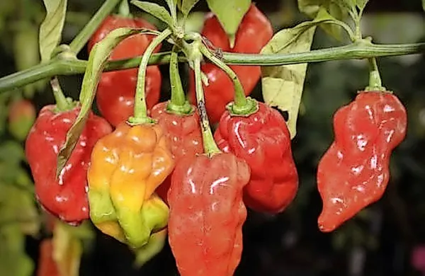 Bongo chili