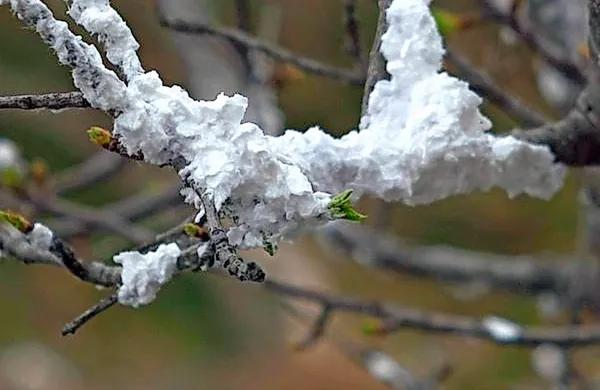 Veje dreves in grmov v gozdru pri Bazovici po treh tednih od 
snemanja nanizanke še vedno “krasi” filmski sneg.