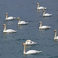 Jata labodov prava pa&scaron;a za oči