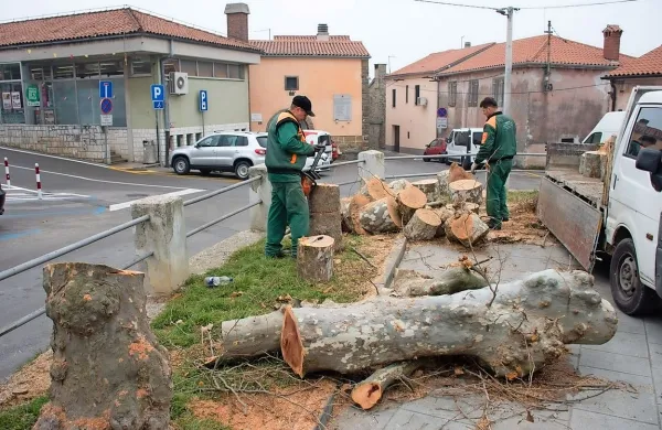 Posek platan pred vaškim domom v Hrvatinih je razburil 
številne krajane. 