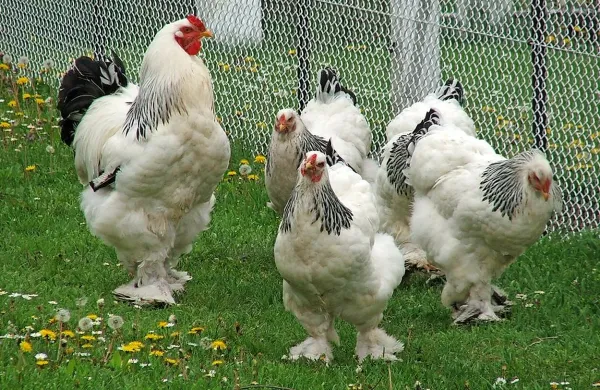 Kokoši pasme brahma