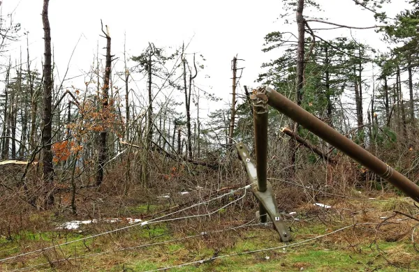 Žledolom je februarja 2014 uničil ogromne površine gozda.