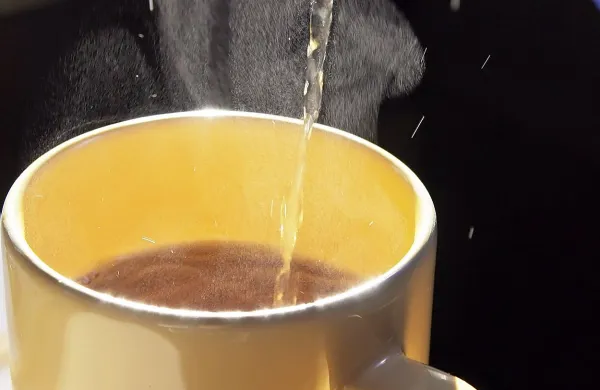 Pravi čaj  izhaja iz rastline camellia sinensis, ki raste v Aziji. Iz 
nje  z različno obdelavo in pripravo pridobivajo  zeleni, črni, 
beli čaj, olong in pu-erh.
