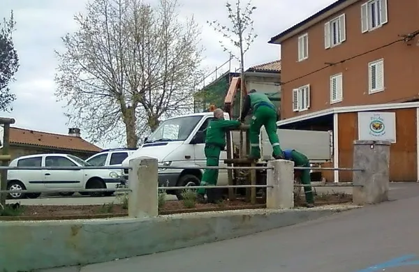Delavci koprske komunale so hraste nadomestili s platanami.