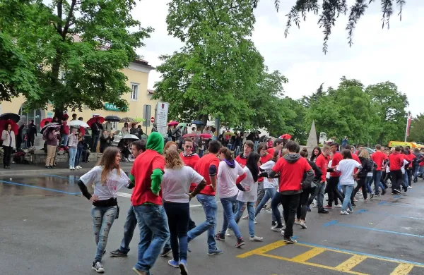 Takšna so bila drevesa, preden so jih posekali. Zeleno kuliso 
so vsako leto dala tudi četvorki sežanskih maturantov (na 
fotografiji je predlanska četvorka).

 