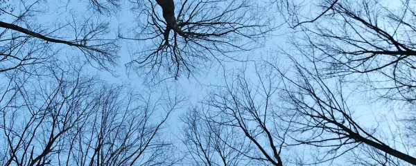Objemi drevo in zazri se v nebo