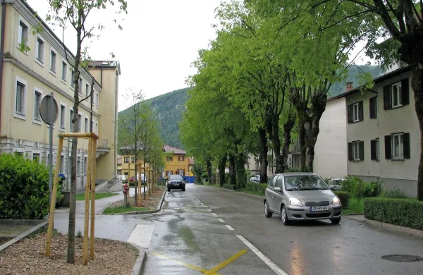 V Tumovem drevoredu so sicer sekali drevesa, ne da bi obvestili niti sosedov, so pa namesto 
njih že posadili relativno velika nadomestna drevesa. 