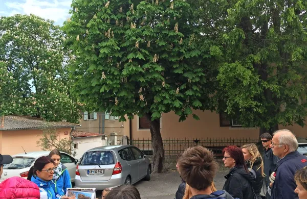 Izolani so opazovali &ldquo;razpoloženje&rdquo; dreves