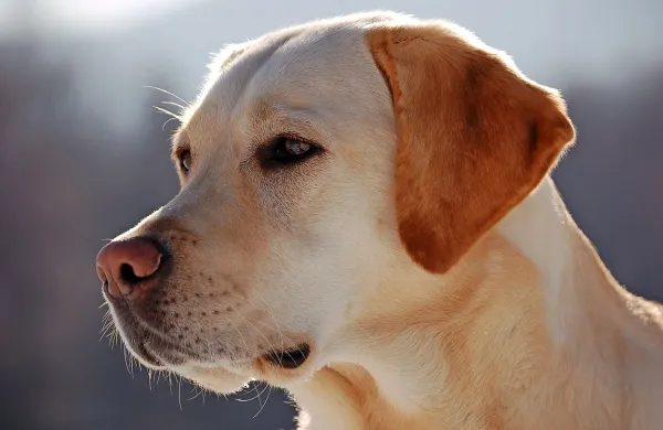 Pri približno četrtini labradorcev obstaja biološki vzrok za 
obsedenost s hrano, so ugotovili ameriški in britanski znanstveniki.