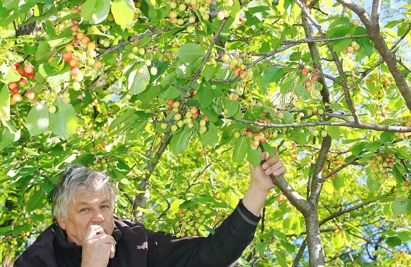 Na redkih drevesih so sadeži že skoraj rdeči, na večini pa še 
ne. Kot kaže, se obeta kar spodobna letina.  
