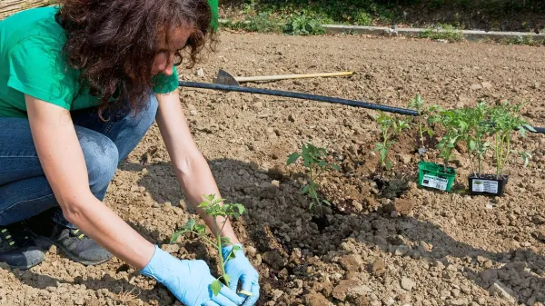  Takoj na začetku se nam bo zdelo, da smo paradižnike sadili  preredko, 
vendar dokler se ne razrastejo, lahko ta vmesni prostor izkoristimo in  
zasadimo z drugo zelenjavo, na primer solato, kolerabico, redkvico, 
čebulo in ostalim.