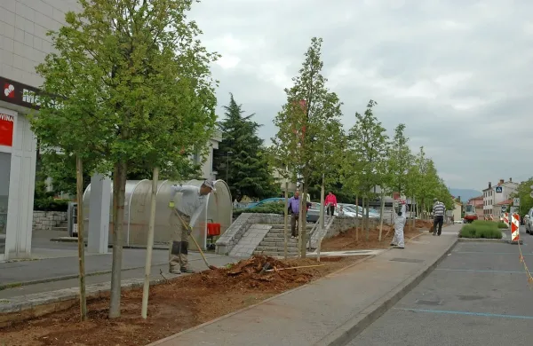 Na zelenici ob glavnem sežanskem trgu, kjer so  aprila 
požagali kostanje in javorje, so včeraj posadili deset mladih 
maklenov.