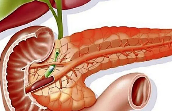 Trebušna slinavka (lat. Pancreas)