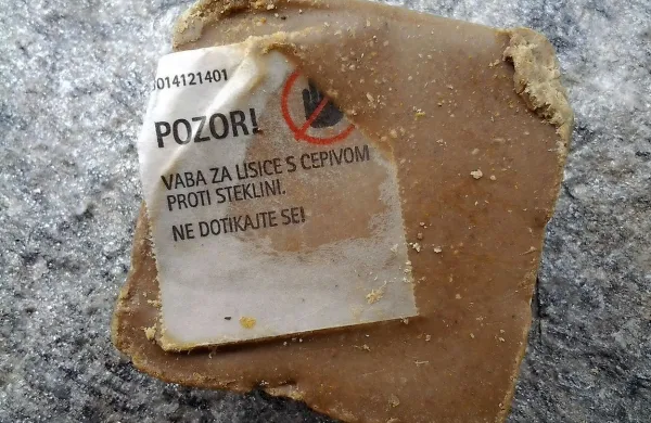 Lisice &ldquo;cepijo&rdquo; kar iz letala