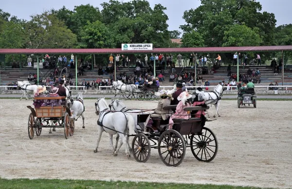 Kobilarna Lipica bo z današnjim Dnevom lipicanca obeležila 
436. obletnico svojega obstoja in reje lipicanske pasme 
konj. 
