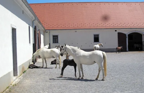 Državni svet bo danes odločal o predlogu odložilnega veta na 
prejšnji teden sprejet zakon o Kobilarni Lipica.