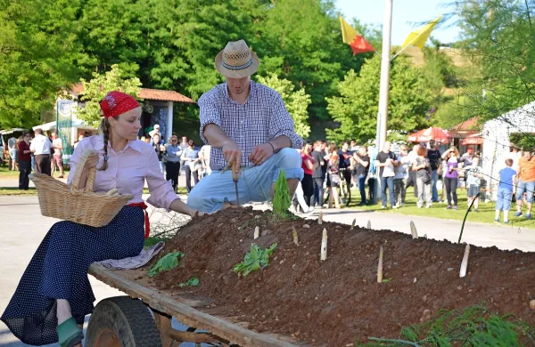 Povpraševanje po  vrtnini, ki ima v Orehovljah in okolici zelo 
dolgo tradicijo, strmo narašča. 