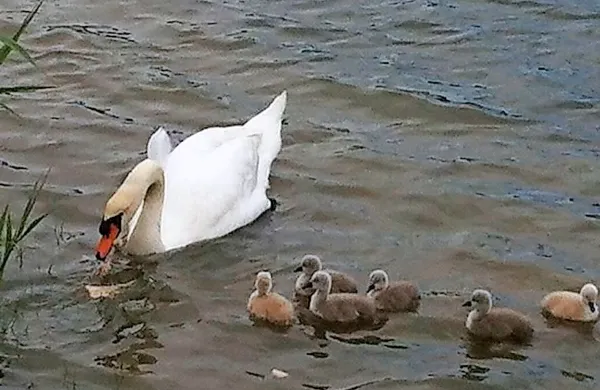 Labodnji par si je minulo zimo v okolici Lazareta ustvaril svoje 
ljubezensko gnezdo, kjer je po 40 dneh na svet prikukalo šest 
labodjih mladičev, ki so postali pravcata atrakcija.