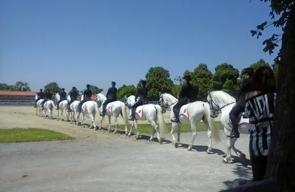 Kobilarna Lipica bo konec tedna gostila tekmovanje za 
svetovni pokal v dresurnem jahanju. 