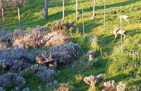 &Scaron;e en pogled na srne pred hi&scaron;o