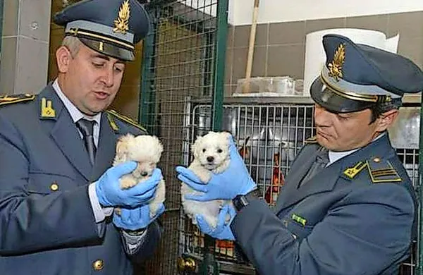 Proseška finančna straža je pri bivšem mejnem prehodu pri 
Fernetičih zasegla štiri pasje mladičke maltežane, ki so 
potovali v kombiju, ki je prihajal iz Slovenije.