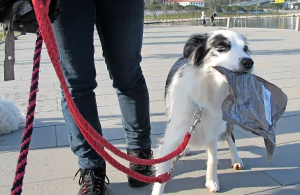 Koprski občinski redarji bodo v prihodnjih dneh poostrili 
nadzor nad psi in njihovimi lastniki na  javnih površinah, na 
zelenicah in v parkih. 