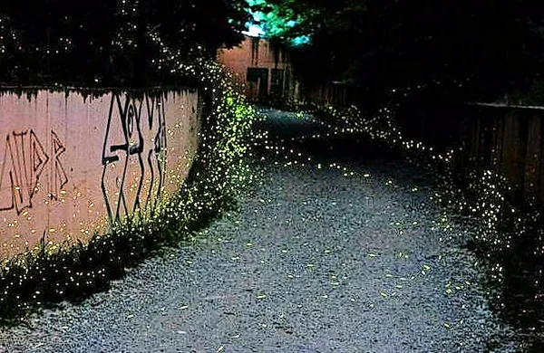 V teh dneh se pod parkiriščem kolesarske steze pri Ricmanjih 
v poznih večernih urah, ko se poleže mrak, dogaja edinstven 
naravni spektakel. 