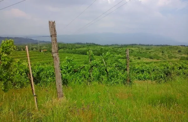 Bodo  Biljenske griče obdelovali briški vinogradniki?   V skladu 
so s ponudniki že podpisali sporazume. V NSi pa so 
prepričani, da bi morali imeti prednost domačini.