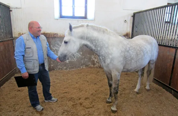 Inženir zootehnike Peter Slavič z lipicancem Gratioso III, 
starim sedem let, ki je na prodaj.  

