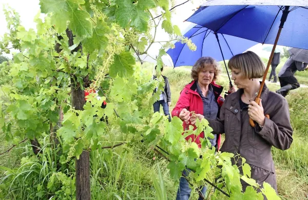 Državna sekretarka Tanja Strniša si je včeraj ogledala vinograde v kompleksu Biljenski griči. 